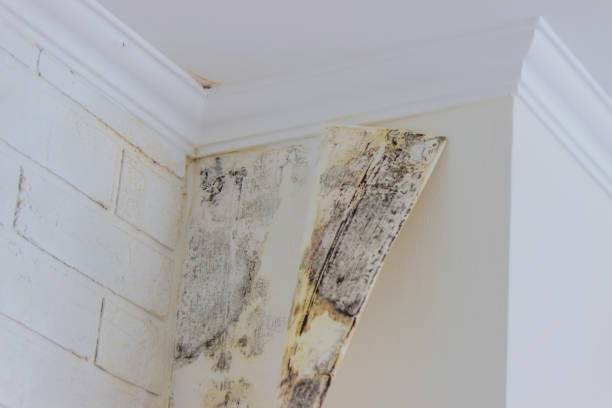 Best Black Mold Removal  in Greenland, AR